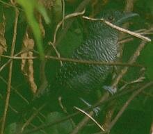 Fascinated Antshrike